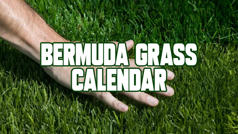 Bermuda Grass Calendar: Essential Seasonal Guide