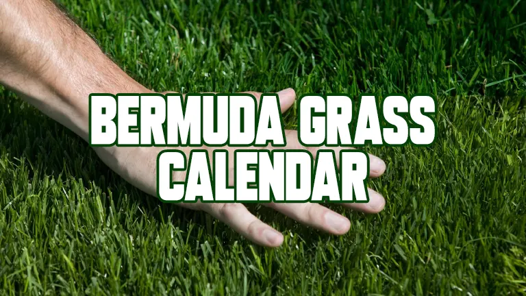 Bermuda Grass Calendar Essential Seasonal Guide 9267