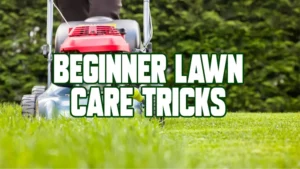 Beginner lawn care tricks