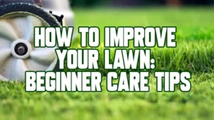 How To Improve Your Lawn: Beginner Care Tips