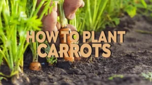 how to plant carrot
