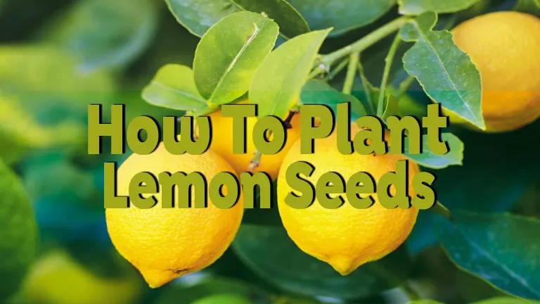 How to Plant Lemon Seeds