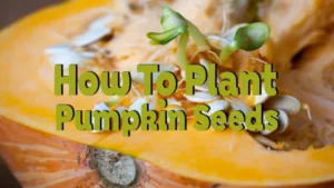 how to plant pumpkin seeds