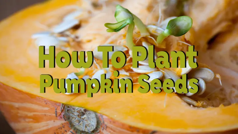 How to Plant Pumpkin Seeds