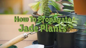 how to propagate jade plants
