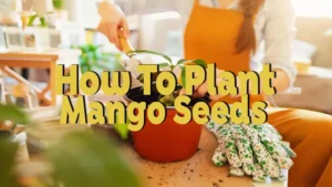 how to plant mango seed