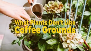 what plants don't like coffee grounds