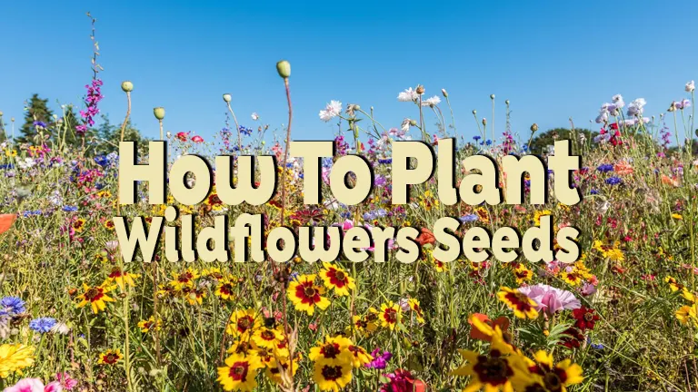 How to Plant Wildflower Seeds