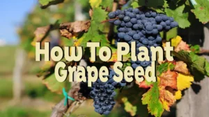 how to plant grape seed