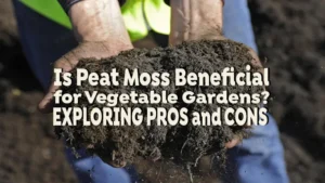 is peat moss beneficial for vegetable gardens