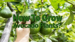 how to grow avocado plants