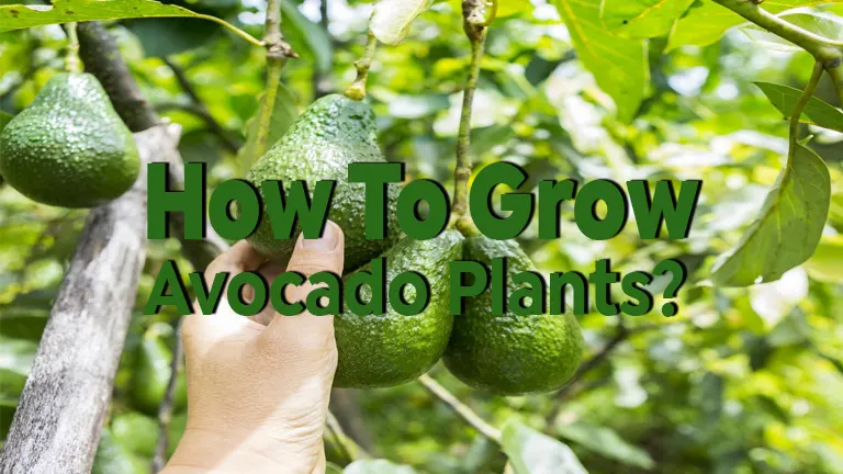 How to Grow an Avocado Plant: From Seed to Sprout