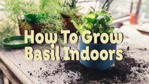 how to grow basil indoors
