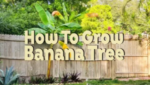 how to grow banana tree