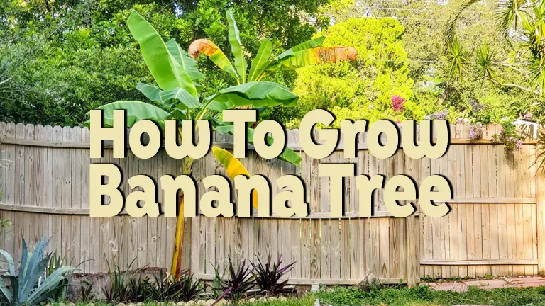 How To Grow Banana Tree: A Comprehensive Cultivation Guide