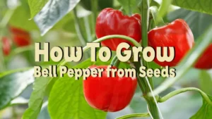 how to grow bell pepper from seeds