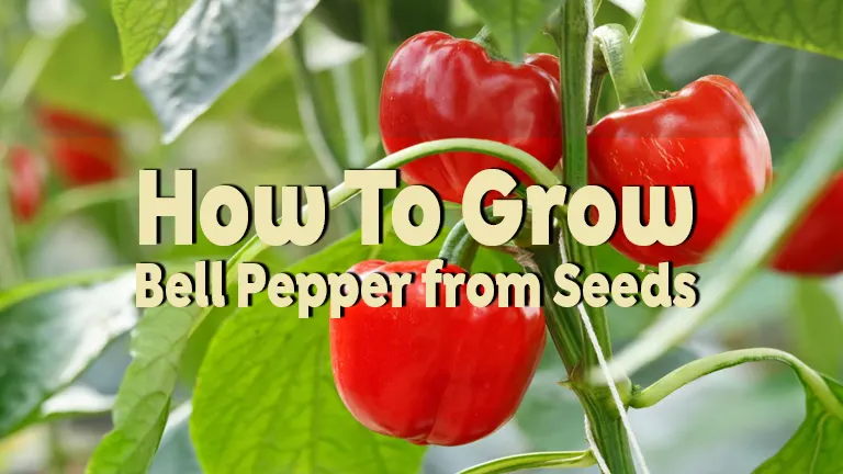 How to Grow Bell Peppers from Seeds: Step-by-Step Success Guide