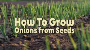 how to grow onions from seeds