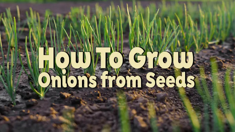 How to Grow Onions from Seed: A Complete Cultivation Guide