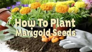 how to plant marigold seeds