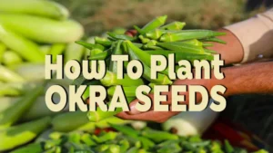 how to plant okra seeds