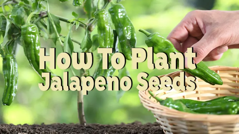 How To Plant Jalapeno Seeds: A Step-by-Step Guide for Spicy Success
