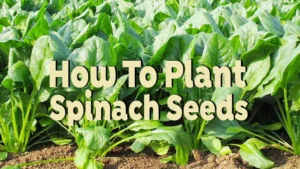 how to plant spinach seeds