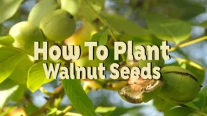 how to plant walnut seeds