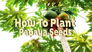 how to plant papaya seeds
