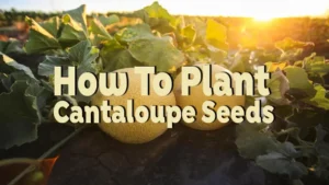 how to plant cantaloupe seeds