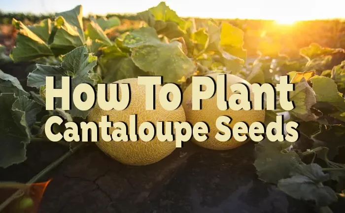 How to Plant Cantaloupe Seeds: A Complete Cultivation Guide