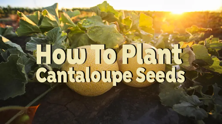 How to Plant Cantaloupe Seeds: A Complete Cultivation Guide