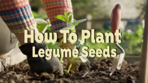 how to plant legume seeds