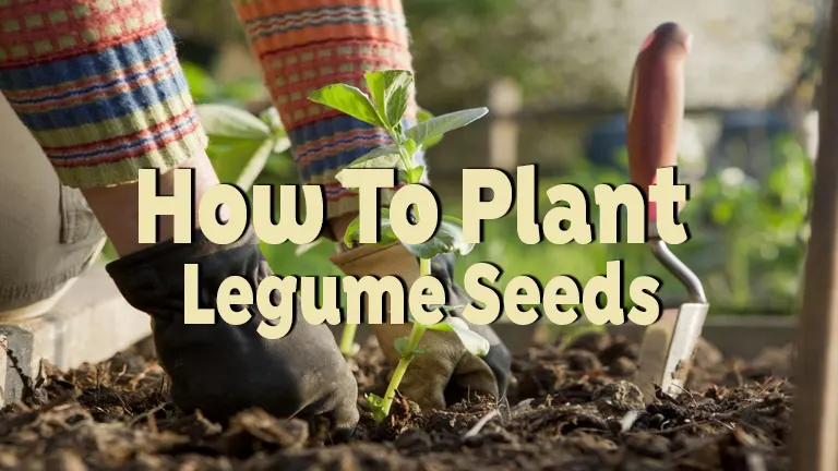 How To Plant Legume Seeds: Step-by-step Guide For Optimal Growth 