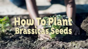 how to plant brassicas seeds
