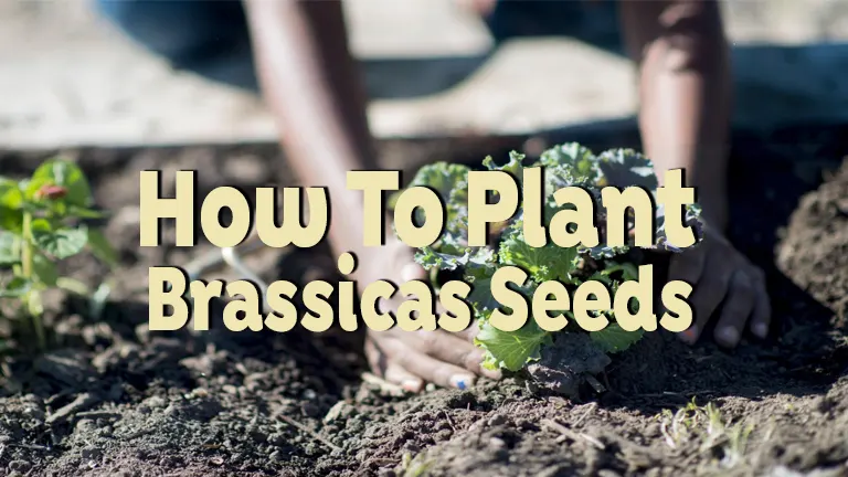 How To Plant Brassicas Seeds: Plant Once, Harvest All Season - Forestry.com