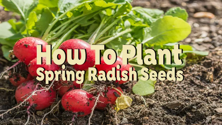 How To Plant Spring Radish Seeds: Easy Guide for Beginners