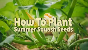 how to plant summer squash seeds