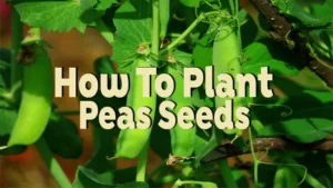 how to plant peas seeds