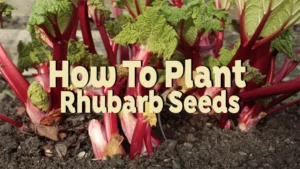 how to plant rhubarb seeds