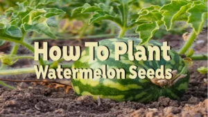 how to plant watermelon seeds