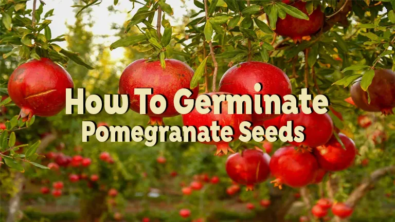 How to Germinate Pomegranate Seeds: Easy Guide