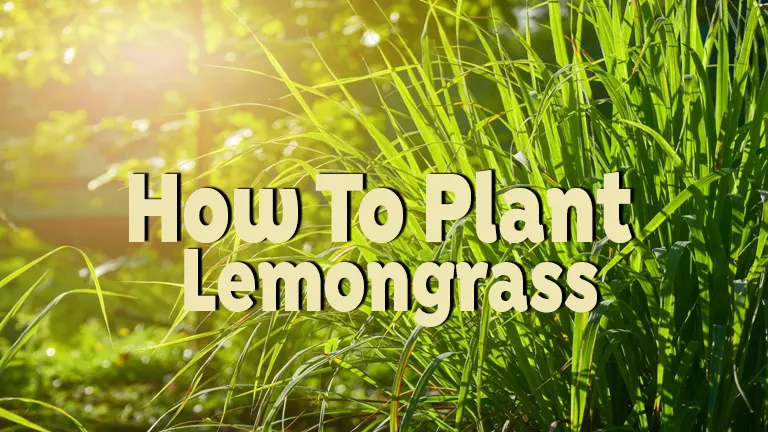 How to Plant Lemongrass: Tips for Beginners