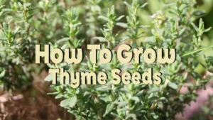 how to grow thyme seeds