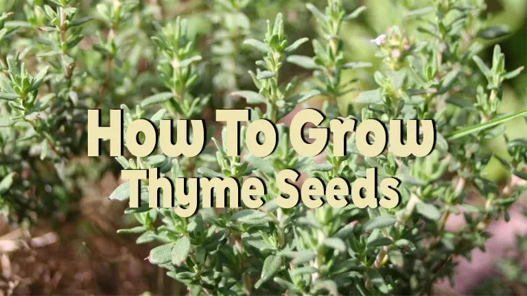 How to Grow Thyme Seeds: A Step-by-Step Guide for Flavorful Gardens