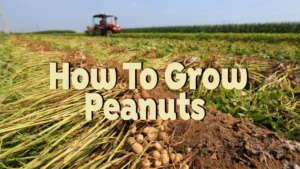 how to grow peanuts
