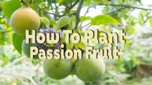 how to plant passion fruit