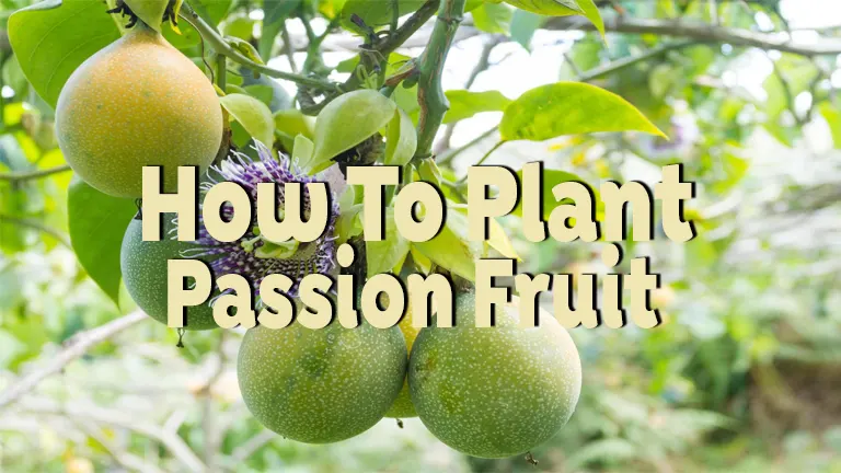 How to Plant Passion Fruit: Easy Steps for Beginners