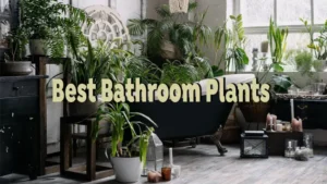 best bathroom plants