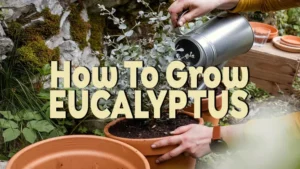 how to grow eucalyptus